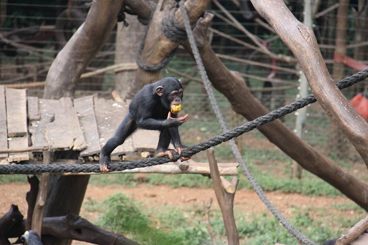 Tacugama Chimpanzee Sanctuary, a landmark associated with Sierra Leone